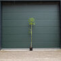 2 - 4 cm stamomtrek - 200 tot 250 centimeter totaalhoogte